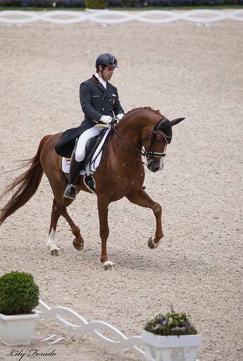 Grandes resultados por parte de jinetes y amazonas navarros en Campeonatos Internacionales